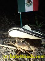 /home//u458753944/public_html/sourcegallery//Roxborough Toad Detour/2013-2019/2017/P4100668.JPG